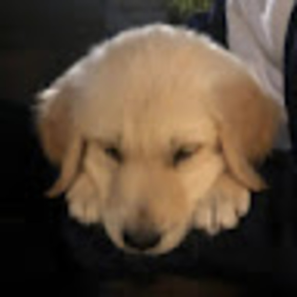 Meet your Posher, Gabrielle - Picture 1 of 1